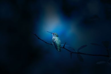 Ein blauer Vogel auf einem Ast